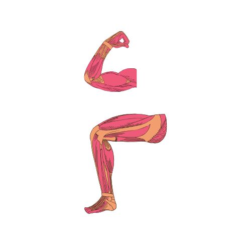 Ganho de Massa Muscular